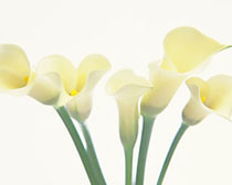 ����ũ��� ����