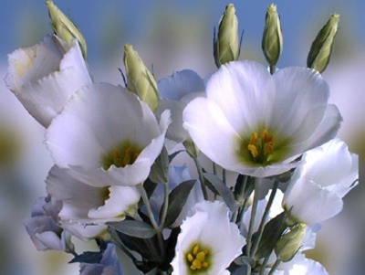 ����ũ��� ����