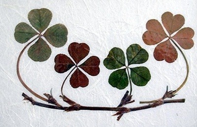 ����ũ��� ����