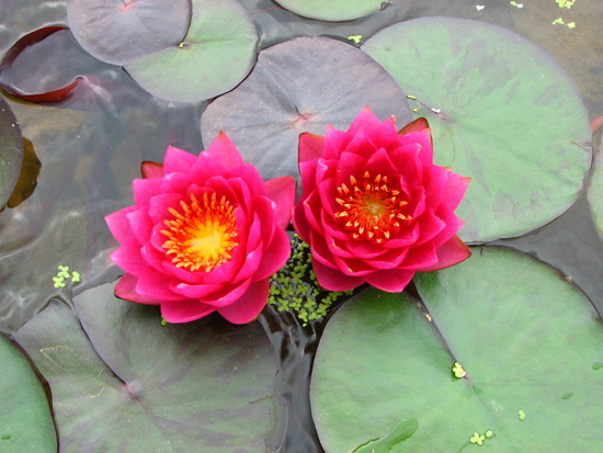 ����ũ��� ����