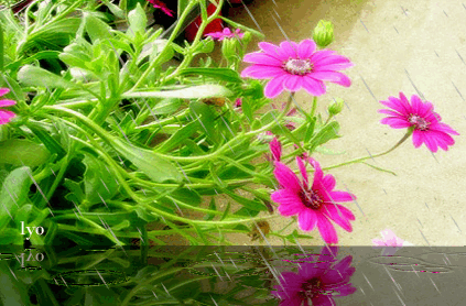 ����ũ��� ����