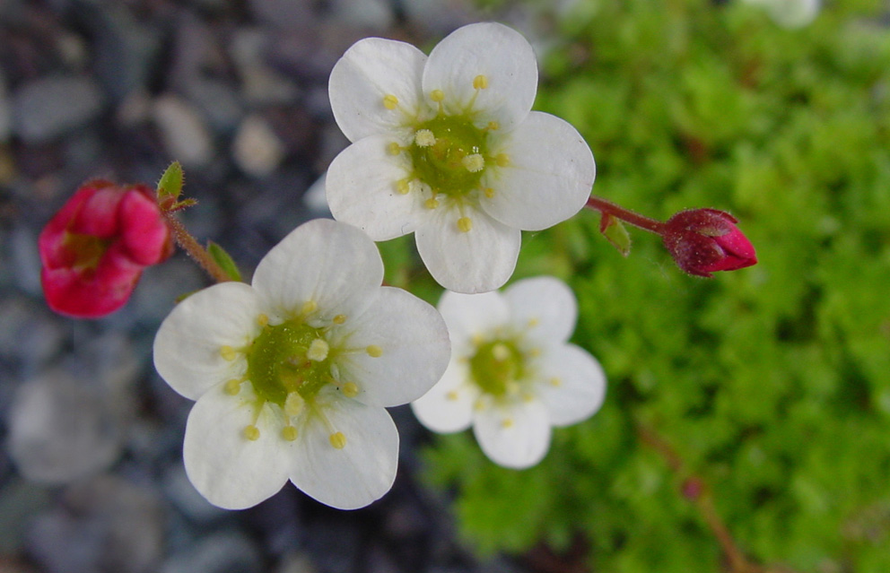 ����ũ��� ����