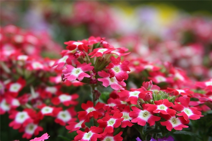 ����ũ��� ����