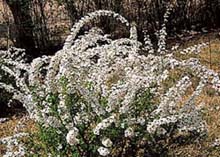 ����ũ��� ����