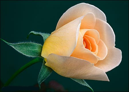 ����ũ��� ����