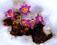 ����ũ��� ����