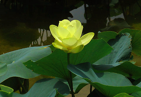 ����ũ��� ����