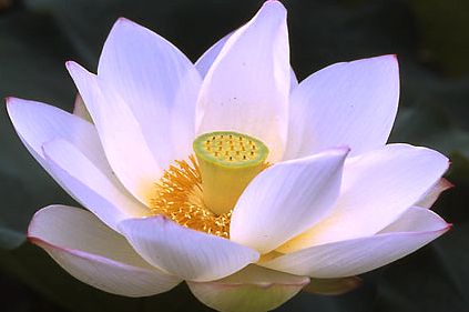 ����ũ��� ����