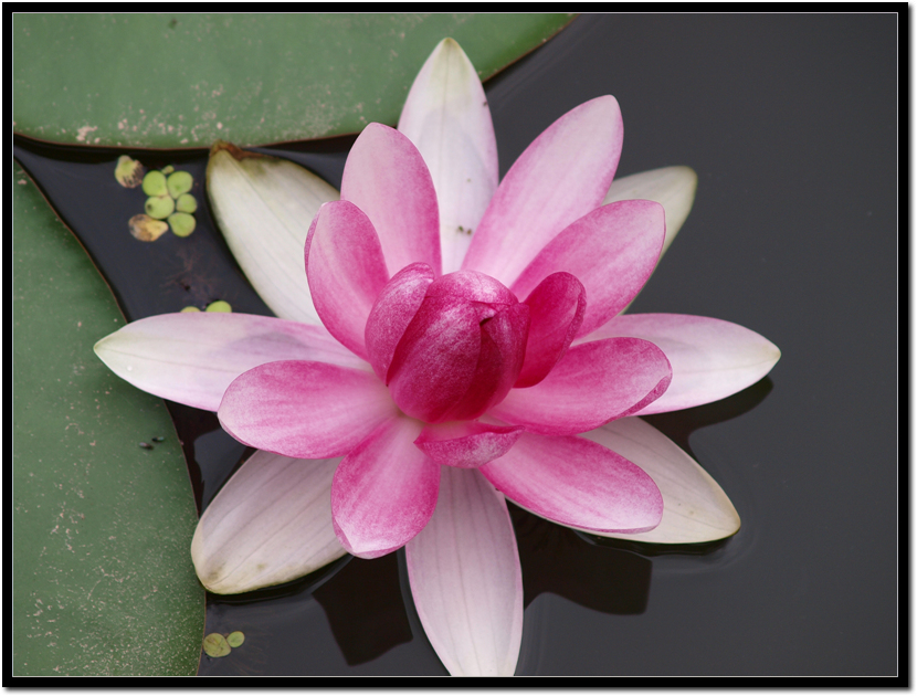 ����ũ��� ����