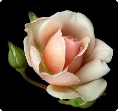 ����ũ��� ����