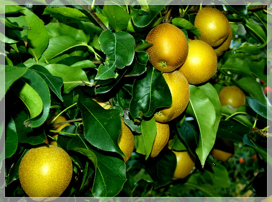 ����ũ��� ����