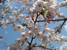 ����ũ��� ����