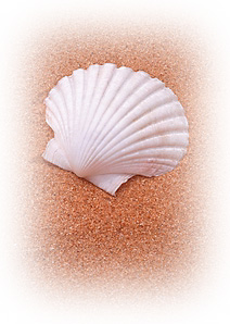 ����ũ��� ����