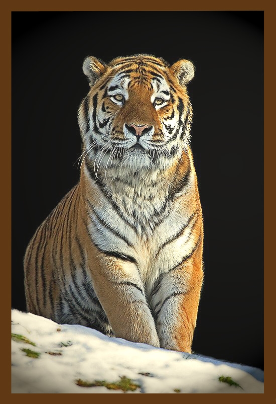 ����ũ��� ����