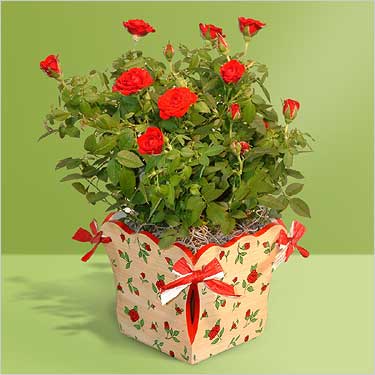 ����ũ��� ����