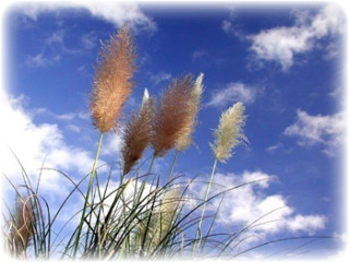 ����ũ��� ����