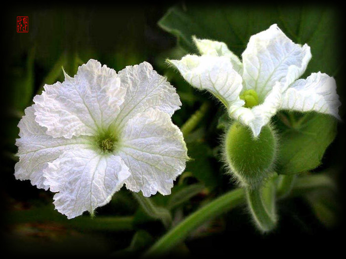 ����ũ��� ����