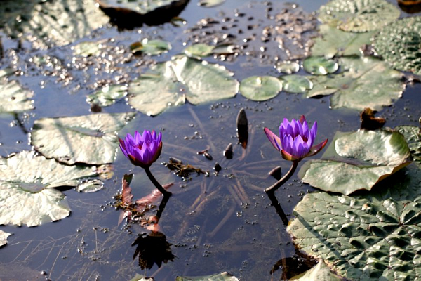 ����ũ��� ����