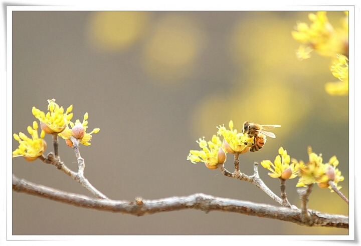 ����ũ��� ����