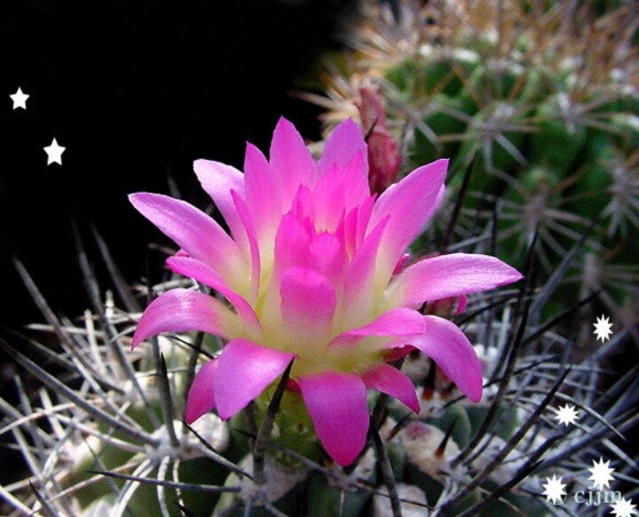 ����ũ��� ����