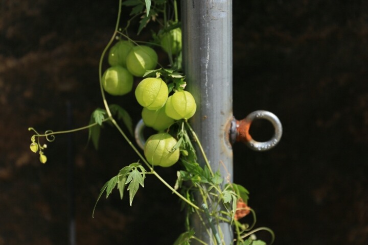 ����ũ��� ����