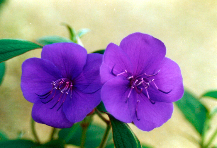 ����ũ��� ����