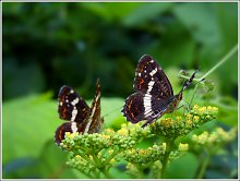 ����ũ��� ����