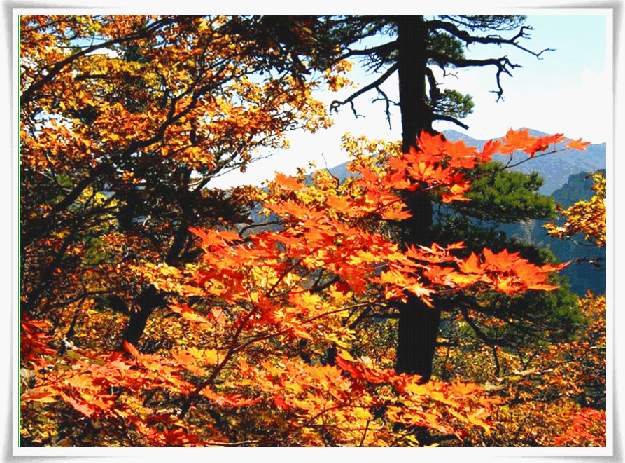 ����ũ��� ����