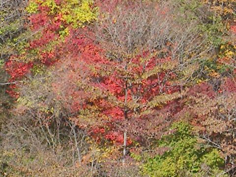 ����ũ��� ����