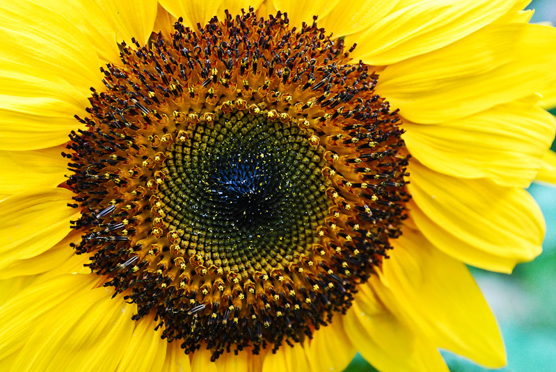 ����ũ��� ����