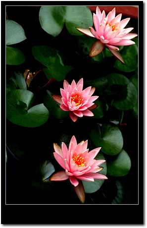 ����ũ��� ����