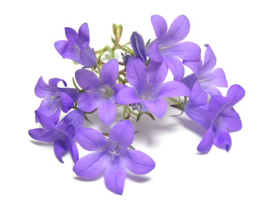 ����ũ��� ����