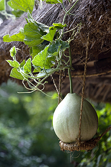 ����ũ��� ����