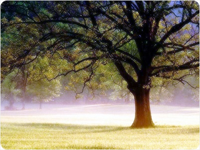 ����ũ��� ����