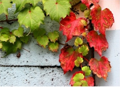 ����ũ��� ����