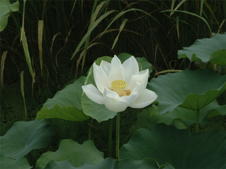 ����ũ��� ����