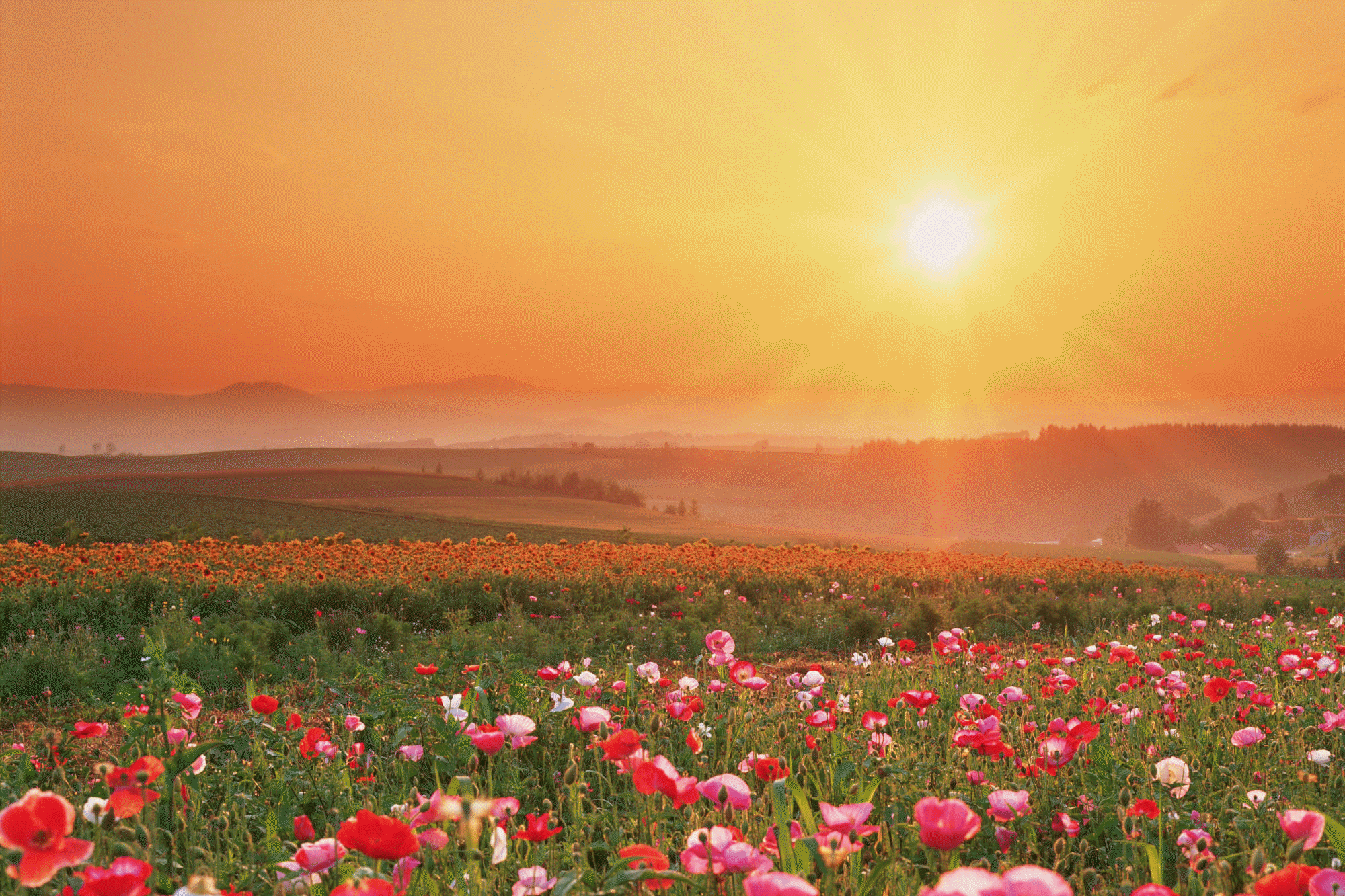 ����ũ��� ����