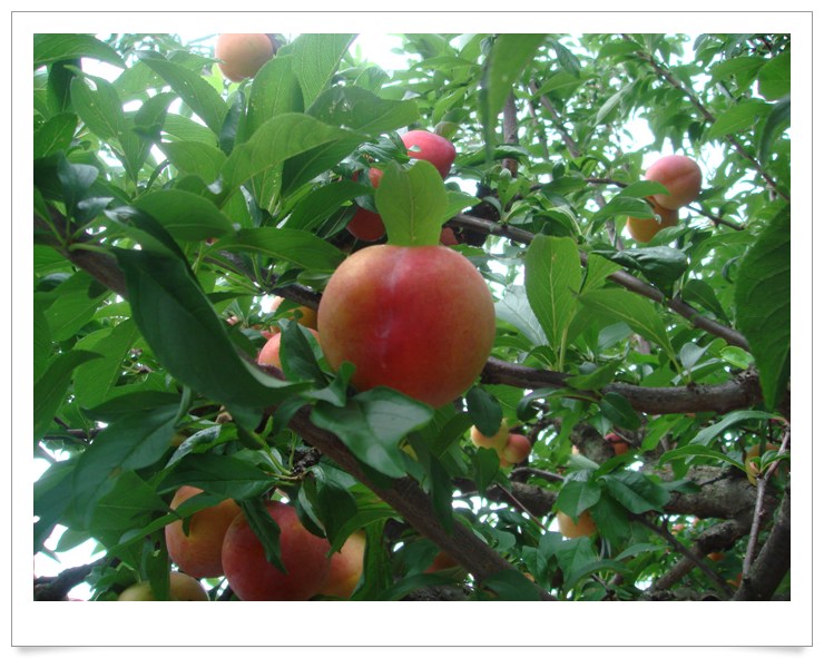 ����ũ��� ����