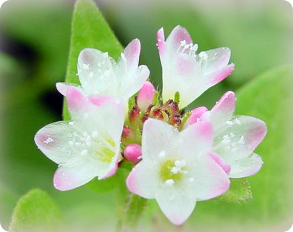 ����ũ��� ����