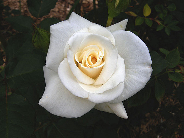 ����ũ��� ����