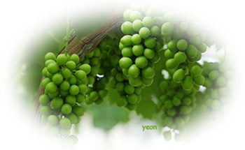 ����ũ��� ����