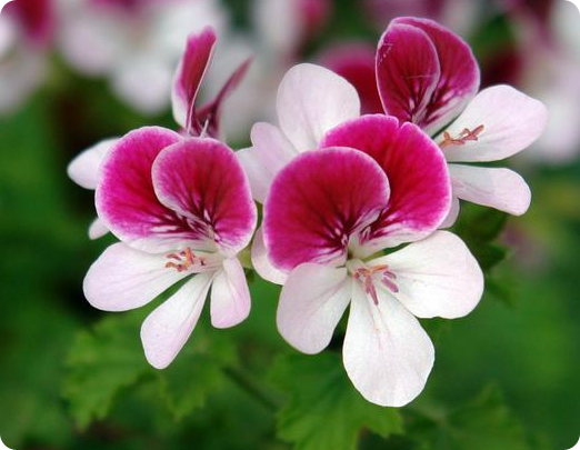 ����ũ��� ����