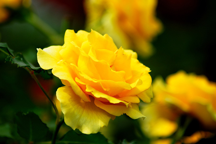 ����ũ��� ����