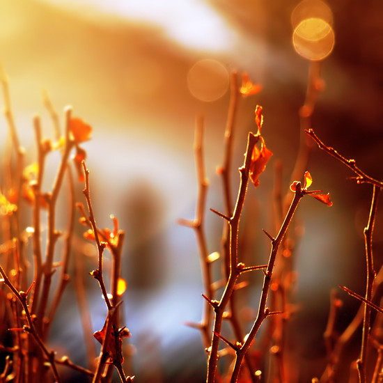 ����ũ��� ����