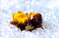 ����ũ��� ����