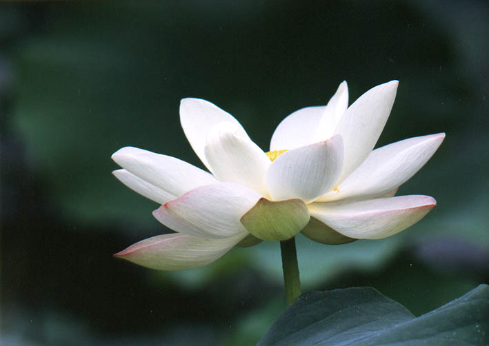 ����ũ��� ����