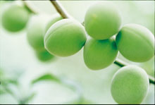 ����ũ��� ����