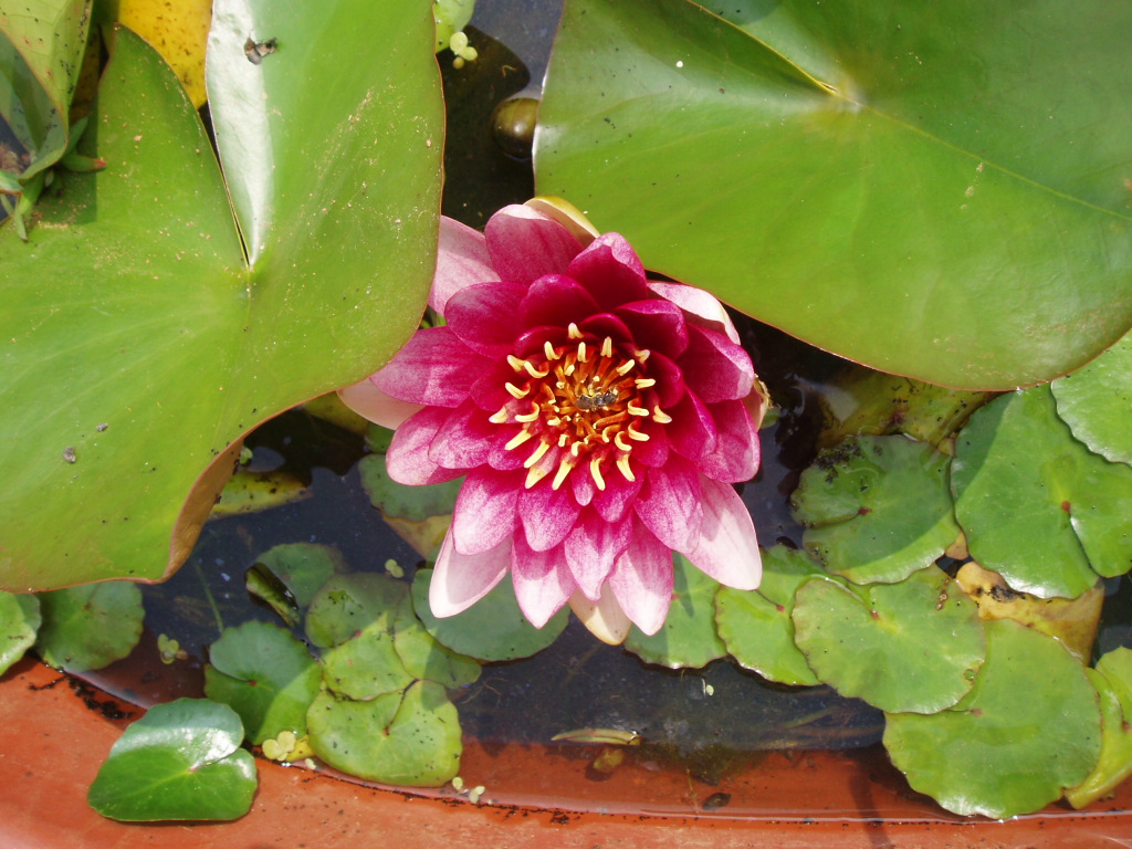 waterlotusflower.JPG