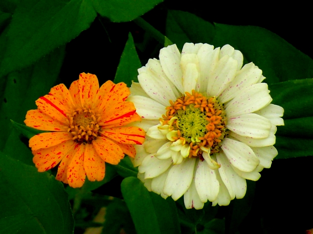 ����ũ��� ����