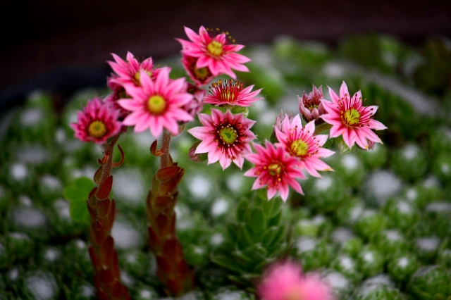 ����ũ��� ����